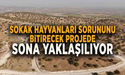 SOKAK HAYVANLARI SORUNUNU BİTİRECEK PROJEDE SONA YAKLAŞILIYOR