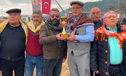 Alaşehir'de deve güreşi kültürü yaşatılıyor