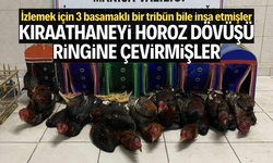 Kıraathaneyi horoz dövüşü ringine çevirmişler