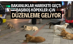 BAKANLIKLAR HAREKETE GEÇTİ: BAŞIBOŞ KÖPEKLER İÇİN DÜZENLEME GELİYOR