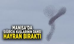 MANİSA'DA SIĞIRCIK KUŞLARININ DANSI HAYRAN BIRAKTI