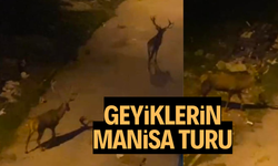 Geyiklerin Manisa turu