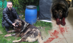 İzmir'de dehşet: Çalamadığı köpeği pompalı tüfekle vurdu!