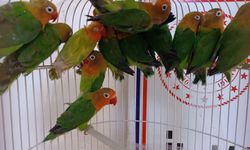 Manisa’da satışı yasak 14 papağana el konuldu! Şüpheliye 112 bin lira para cezası