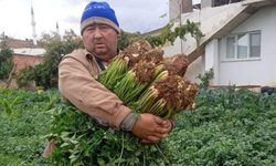 Manisa'da atalık tohumla üretilen kerevizlere büyük ilgi