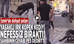 İzmir'de dehşet anları! Yasaklı ırk köpek kediyi nefessiz bıraktı... Sahibinin cevabı pes dedirtti