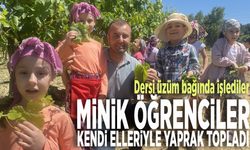 Dersi üzüm bağında işlediler.... Manisalı minik öğrenciler kendi elleriyle yaprak topladı