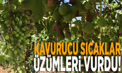 Kavurucu sıcaklar Sultaniye üzümlerini kavurdu!