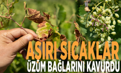 Aşırı sıcaklar üzüm bağlarını kavurdu