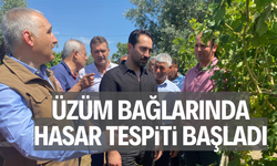 Dolu yağışının ardından üzüm bağlarında hasar tespiti başladı