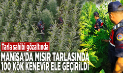 Manisa’da mısır tarlasında 100 kök kenevir ele geçirildi: Tarla sahibi gözaltında!