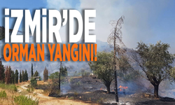 İzmir'in Selçuk ilçesinde orman yangını!