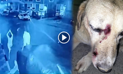 İzmir’de insanlık dışı olay! Baba oğul, görme engelli köpeğe sopalarla saldırdı