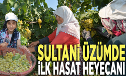 Dünyaca ünlü çekirdeksiz Sultani üzümde hasat başladı