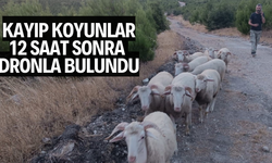 Kayıp koyunlar 12 saat sonra bulundu
