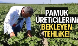 Pamuk üreticilerine yeşil kurt uyarısı