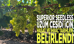 Superior Seedless üzüm çeşidi için hasat ve ihraç tarihleri belirlendi