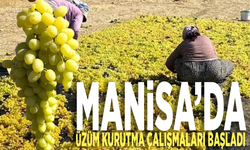 Manisa’da üzüm kurutma çalışmaları başladı