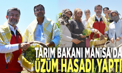 Tarım Bakanı Manisa'da üzüm hasadı yaptı