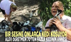 Bir sesine onlarca kedi koşuyor: Alev öğretmen 70'ten fazla kedinin annesi