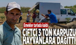 Emekler tarlada kaldı: Çiftçi 3 ton karpuzu hayvanlara dağıttı!