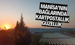 Gün batımında örtülü bağlarda karpostallık güzellik