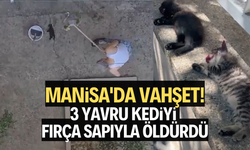 Manisa'da vahşet: 3 yavru kediyi fırça sapıyla öldürdü