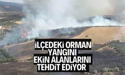 İlçede korkutan orman yangını