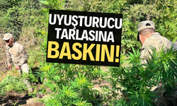 Uyuşturucu tarlasına baskın!