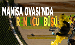 Manisa Ovası'nda renk cümbüşü