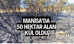 Manisa'da 50 hektar alan kül oldu