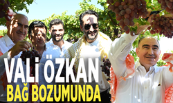 Vali Özkan, bağ bozumunda