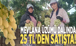 Manisa'da Mevlana üzümü dalında 25 TL'den satışta!