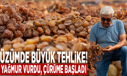 Üzümde büyük tehlike! Yağmur vurdu, çürüme başladı