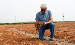 Üzümde büyük tehlike! Yağmur vurdu, çürüme başladı