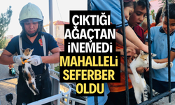 Çıktığı ağaçtan inemedi, mahalleli seferber oldu