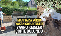 Manisa'da yürek yakan görüntüler! Yavru kediler çöpte bulundu