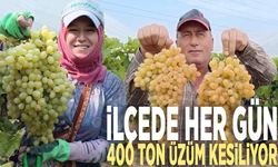 İlçede her gün 400 ton üzüm kesiliyor