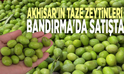 Akhisar'ın taze zeytinleri Bandırma'da satışta