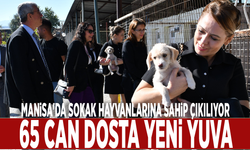 Manisa'da sokak hayvanlarına sahip çıkılıyor: 65 can dosta yeni yuva