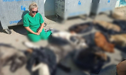 Gebze'de hayvan katliamı: Çöp torbalarından çok sayıda kedi ve köpek çıktı!