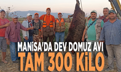 Manisa'da dev domuz avı: Tam 300 kilo