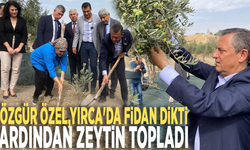 Özgür Özel, Yırca'da fidan dikti, ardından zeytin topladı