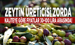 Zeytin üreticisi zorda: Kaliteye göre fiyatlar 30-100 lira arasında!