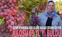 Üzüm diyarında Red Globe hasadı devam ediyor: Kilosu 65 TL'yi buldu