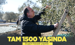 Manisa'da 1500 yaşındaki zeytin bahçesinde hasat yapıldı