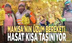 Manisa'nın üzüm bereketi: Hasat kışa taşınıyor