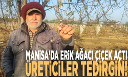 Manisa'da erik ağacı çiçek açtı: Üreticiler tedirgin!