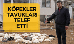 Sokak köpekleri onlarca tavuğu telef etti