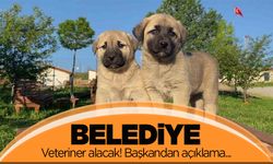 Belediye başkanı duyurdu! Veteriner hekim ve tekniker alımı yapılacak!